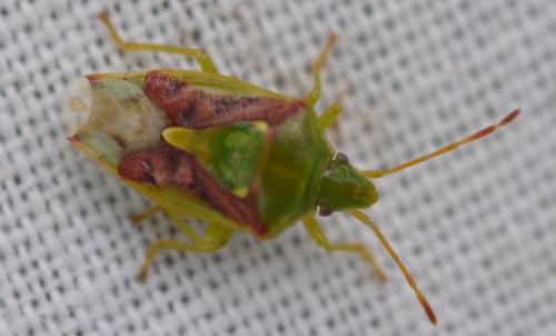 Réf. 342 312 : Cyphostethus tristriatus